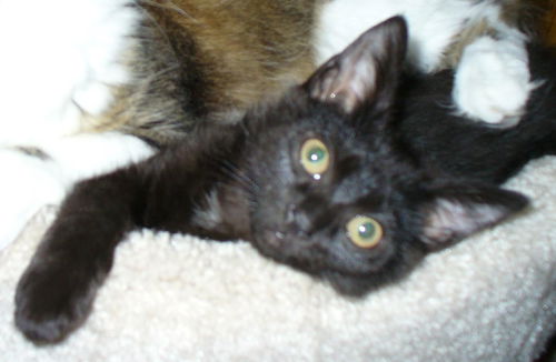 Tink