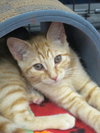 Oliver