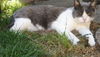 Beanie Baby - Sweet Senior Gal  *Offered by Owner*