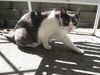 Beanie Baby - Sweet Senior Gal  *Offered by Owner*