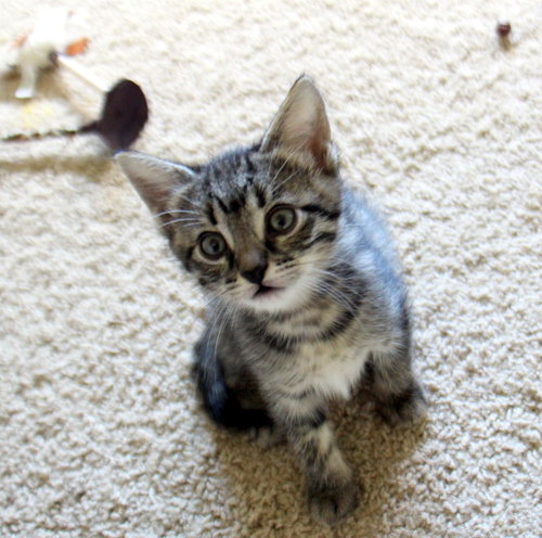 Molly - Sweet Baby Girl