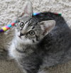 Molly - Sweet Baby Girl