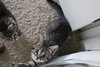 Molly - Sweet Baby Girl