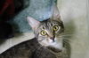 Allison - Sweet and Playful Gal!
