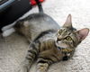 Allison - Sweet and Playful Gal!