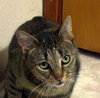 Misha - Community Service Posting - Good with dogs