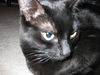 Little Miss Kitty * Community Service Posting*