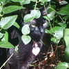 Little Miss Kitty * Community Service Posting*