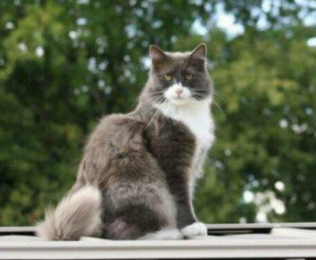 Thomas - Community Service posting - Senior cat ne