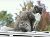 Thomas - Community Service posting - Senior cat ne