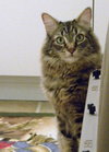 Sugar Bee (aka 