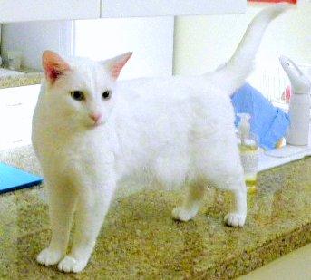 OLAF - Declawed and Deaf - Friendly Adult