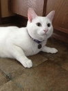 OLAF - Declawed and Deaf - Friendly Adult