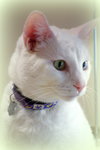 OLAF - Declawed and Deaf - Friendly Adult