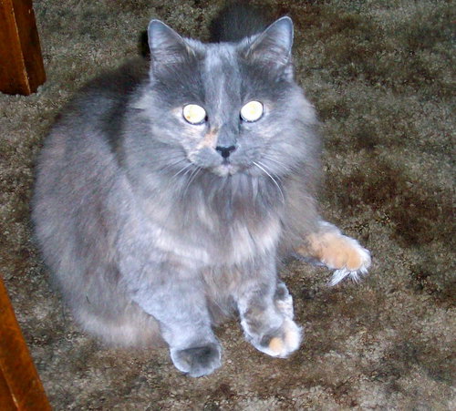 Spunky - Community Service posting