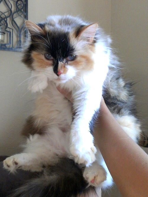 Penny - 