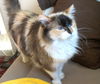Penny - 