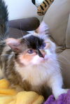 Penny - 