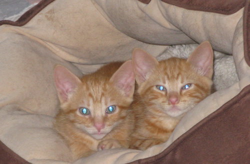 Fritz and Hans
