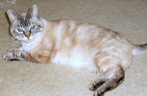 Sophie *Community Service* - Always a Friend