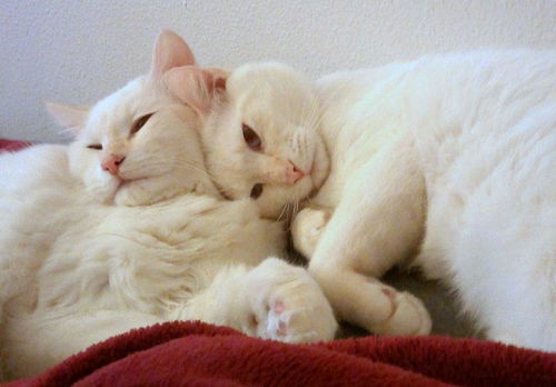 Teddy and Monte  Devoted Brothers