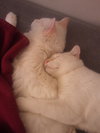 Monte and Teddy Devoted Brothers