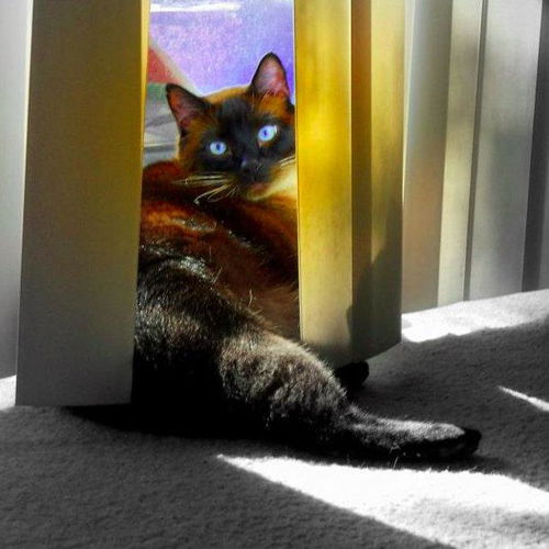 BeBe - Community Service - Loves attention!