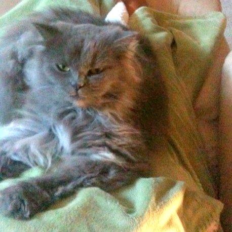 Smokey Joe - Quiet and Friendly small adult