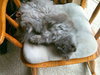 Smokey Joe - Quiet and Friendly small adult