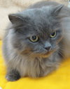 Smokey Joe - Quiet and Friendly small adult