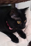 Jenna - Sweet lap kitten