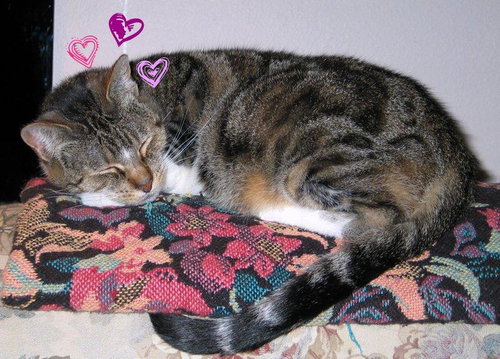 Missy **Community Service Posting**
