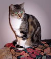 Missy **Community Service Posting**
