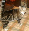 Jessie **Community Service Posting**