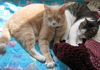 Henry and Cosmo 