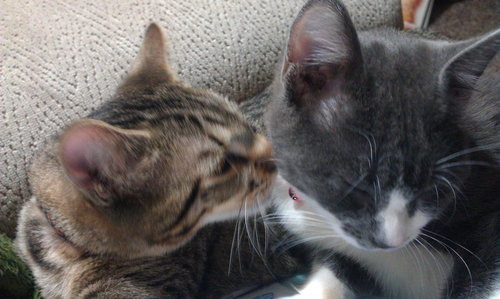 DYNAMIC DUO: Sargent & Rufus  (Bonded Pair)