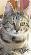 DYNAMIC DUO: Sargent & Rufus  (Bonded Pair)