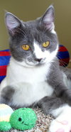 DYNAMIC DUO: Sargent & Rufus  (Bonded Pair)