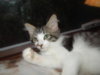 Flurry