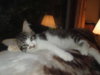 Flurry