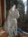 Holly