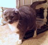 Meredith  *Community Service Posting*