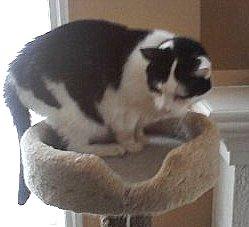 TOM  - 