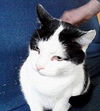 TOM  - 