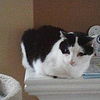 TOM  - 