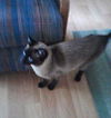 TIM  -  