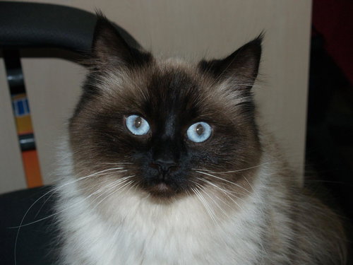 Ming