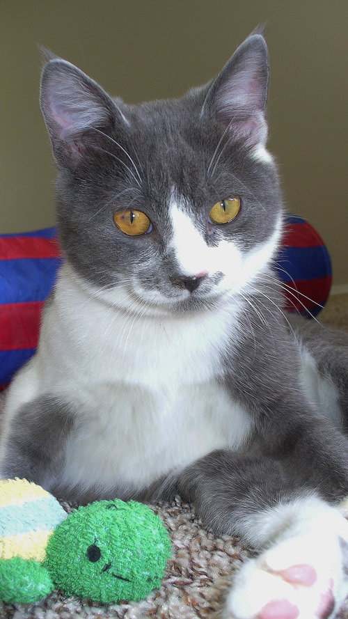Rufus
