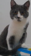 Rufus