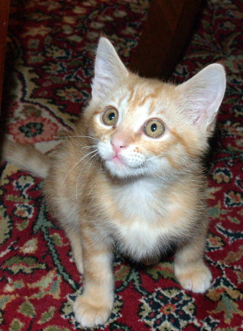 Junior